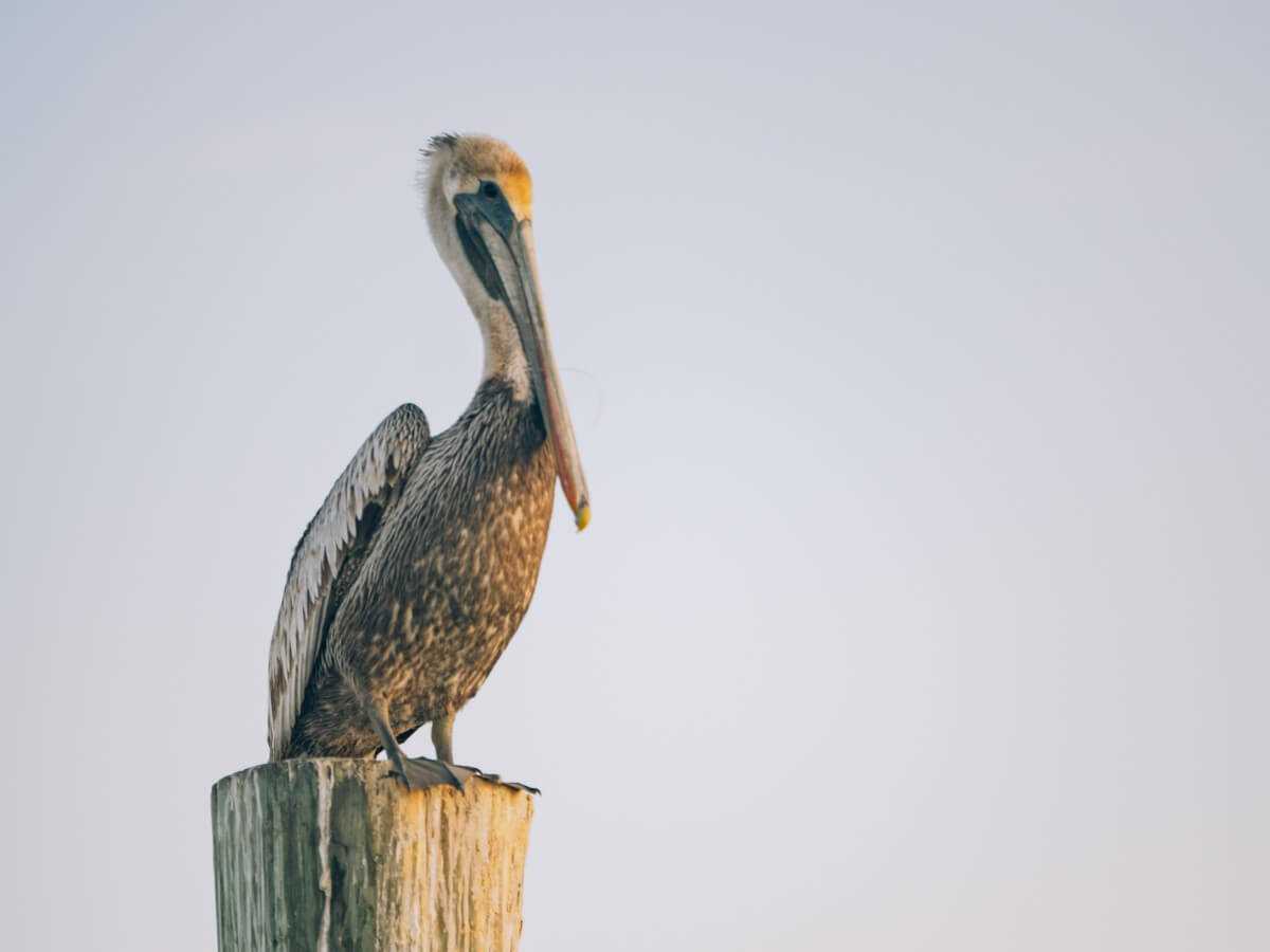 pelican-on-dock-beer-can-island